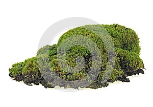 Green moss on soil, white background. Isolated image