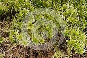 Moss - Sphagnum - peat moss close up