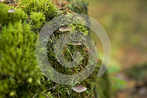 Green moss with spores on the stump. Moss bloom