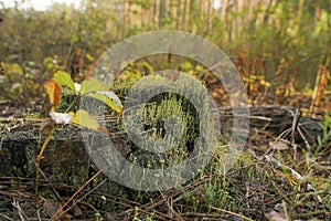 Green moss with spores on the stump. Moss bloom