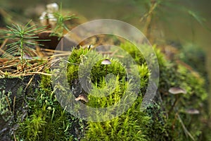 Green moss with spores on the stump. Moss bloom