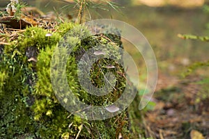 Green moss with spores on the stump. Moss bloom