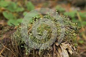 Green moss with spores on the stump. Moss bloom