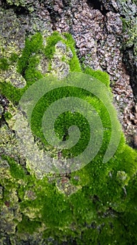 Green moss sticks to a rock
