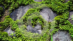 Green moss sticks to the stone walls to form certain patterns