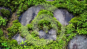 Green moss sticks to the stone walls to form certain patterns