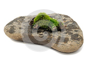 Green Moss on Stone