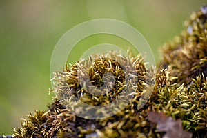 Green moss stone background closeup grass rock mossy rocky brown oak leaves lichen rocks forest macro close up surface boulder