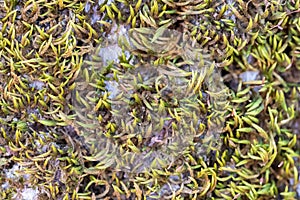 Green moss stone background closeup grass rock mossy rocky texture lichen rocks forest macro close up wall stones surface boulder