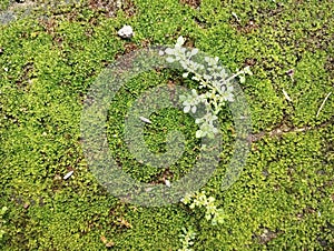 Green moss on stone, closeup of moss, macro.