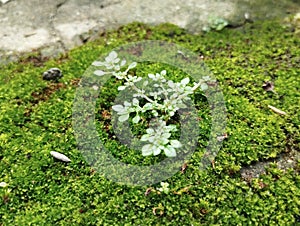 Green moss on stone, closeup of moss, macro.