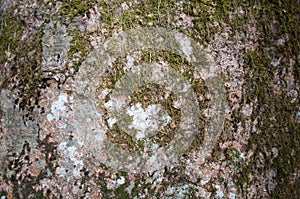 Green moss on stone texture