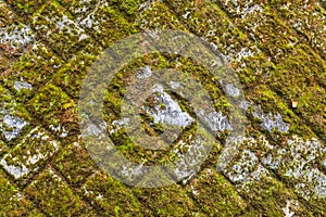Green moss on stone wall background