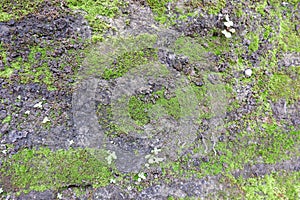 Green moss in the stone wall