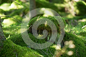 Green Moss Stump In The Forest