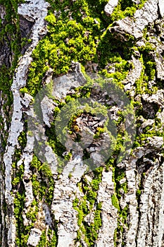 Green moss on surface od bark of old walnut tree