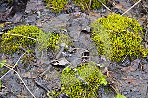 Green moss in swamp