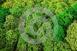 Green moss texture, backdround macro