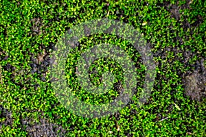 Green moss texture
