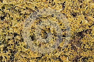 Green moss texture background macro closeup mossy grass close up wood rock stone wall lichen fern wall ground surface growing