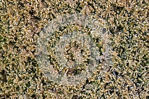 Green moss texture background macro closeup mossy grass close up wood rock stone wall lichen fern wall ground surface growing soft