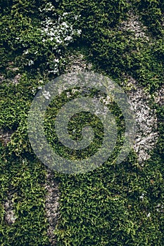 Green moss texture and background. Macro shot of moss surface on wooden background. Organic texture and background for design.