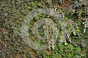 Green moss texture and background in stone nature