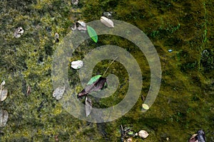 Green moss texture and background in stone nature