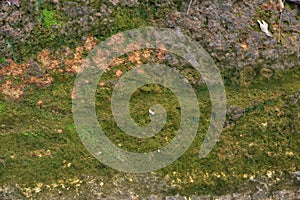 Green moss texture and background in stone nature