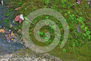 Green moss texture and background in stone nature