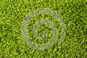 Green moss texture