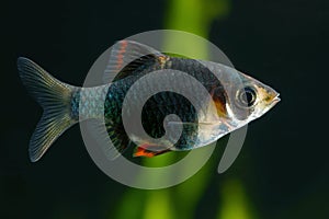 Green moss tiger barb