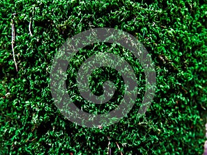 Green moss on tree, background of green