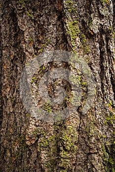 Green moss on tree bark background. wood texture with moss. wood patterns