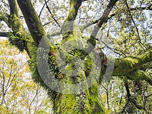 Green moss on Tree Bark Lichen Branch leaves Forest