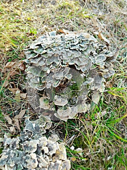 Green moss on tree bark. Mushrooms on a stump