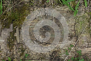 Green moss on a tree bark, Natural moss texture background