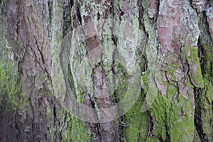 Green moss on a tree bark, Natural moss texture background