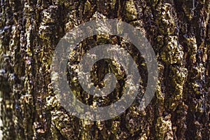 Green MOSS on tree bark in the rain forest