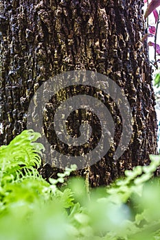 Green MOSS on tree bark in the rain forest