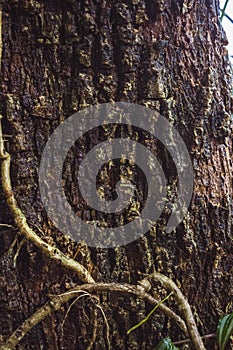 Green MOSS on tree bark in the rain forest