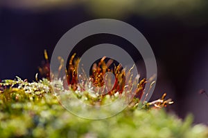 Green moss on the tree