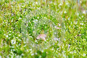 Green moss on the tree