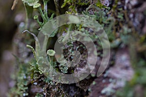 Green moss on the tree