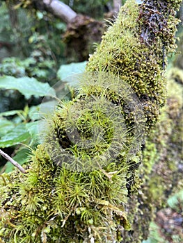 Green moss on tree in the forest
