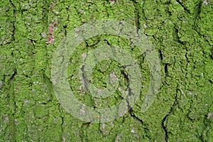Green moss on a tree