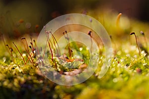 Green moss on the tree