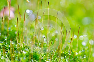 Green moss on the tree