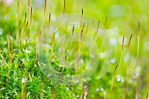 Green moss on the tree