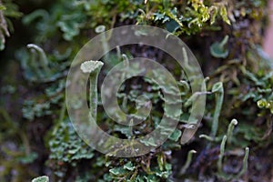 Green moss on the tree